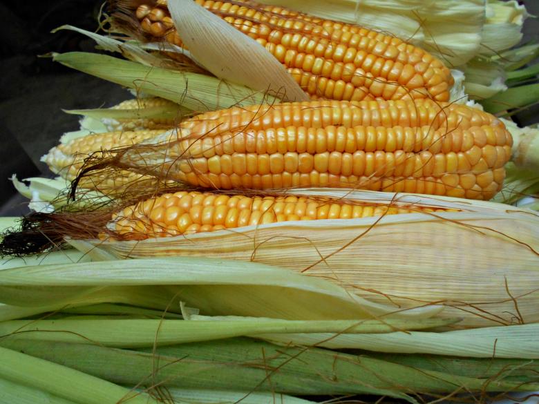 Free stock image of Corn With Green Leaves created by Farzana Ahmad Awan