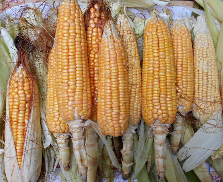 Free stock image of Raw and Sweet Corns Close-Up created by Farzana Ahmad Awan