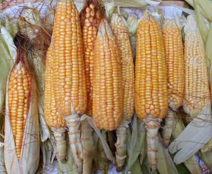 Raw and Sweet Corns Close-Up - Free Stock Photo