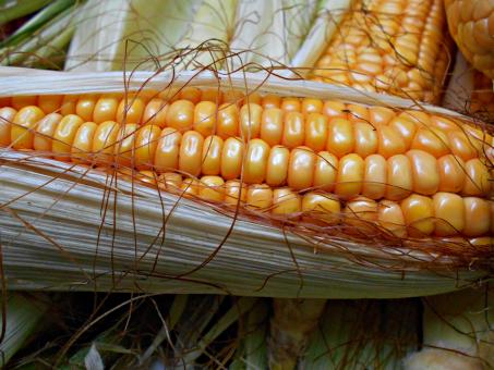 Close-Up Of Cob Of Corn With Leaves - Free Stock Photo