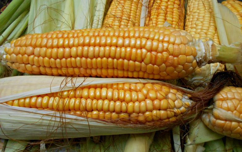 Free stock image of Cob Of Corns With Leaves created by Farzana Ahmad Awan