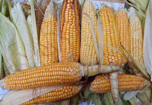 Ripe Corn Close-Up - Free Stock Photo