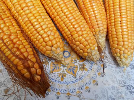 Golden Color  Corn Close-Up - Free Stock Photo