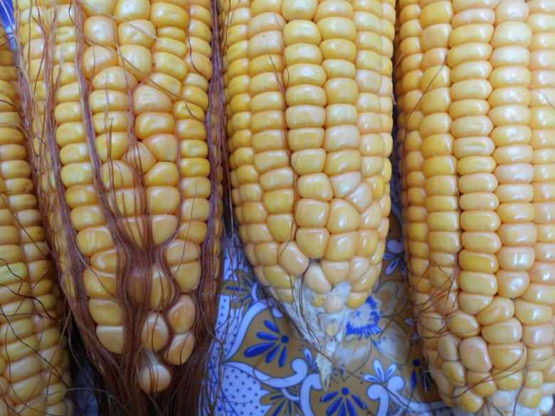 Free stock image of Fresh and Sweet Corn Close Up created by Farzana Ahmad Awan