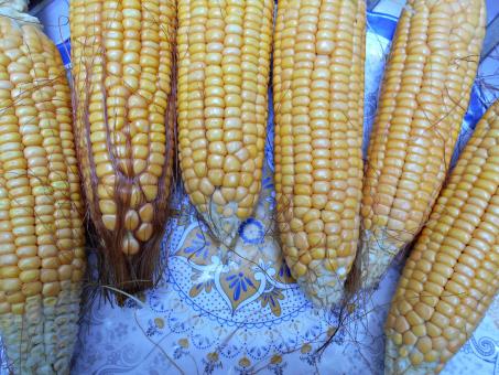Fresh and Sweet Corn - Free Stock Photo