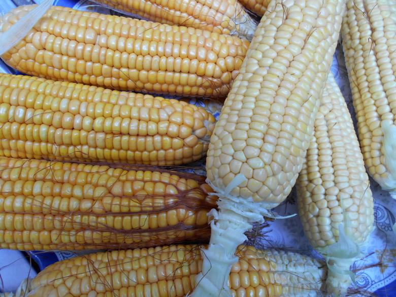 Free stock image of Corn on the cob created by Farzana Ahmad Awan