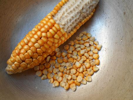 Dry Corn  - Free Stock Photo