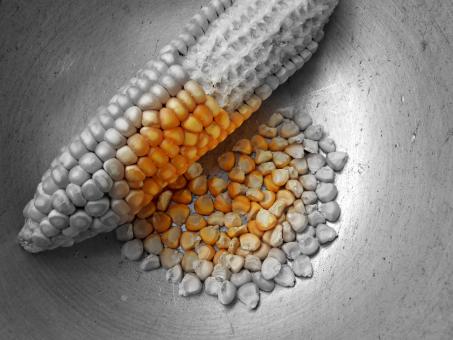 Selective Coloring Of Corn  - Free Stock Photo