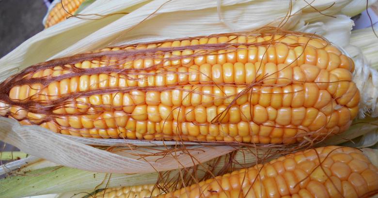 Free stock image of Corn  created by Farzana Ahmad Awan