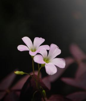 violate color flower  - Free Stock Photo