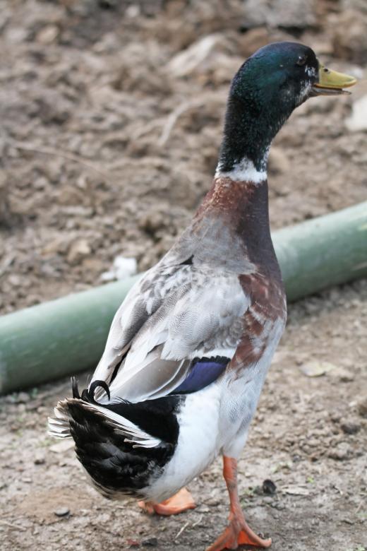 Free stock image of Mallard Male created by sylvester alphonso