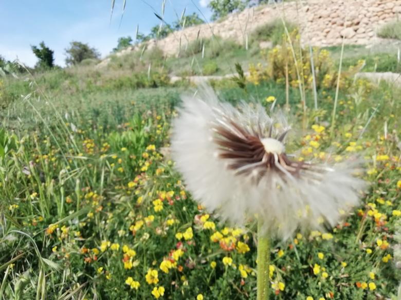 Free stock image of Algeria Nature created by Softnett