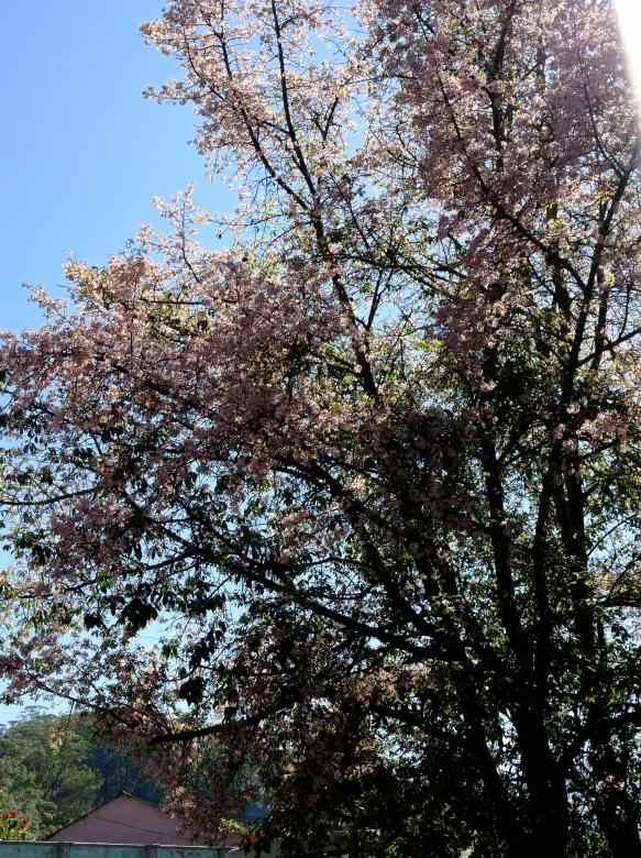 Free stock image of awesome pink cherry blossom branch with blue sky background created by nl photography