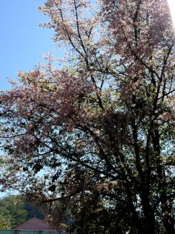 awesome pink cherry blossom branch with blue sky background - Free Stock Photo