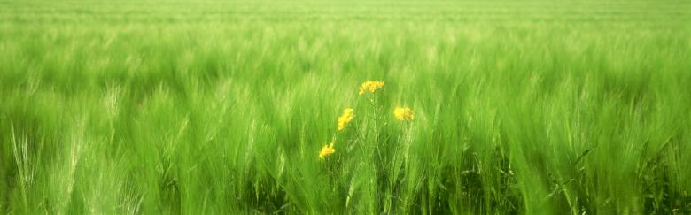 Free stock image of summer grass created by Kelly Peebles