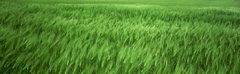 Free stock image of summer grass created by Kelly Peebles
