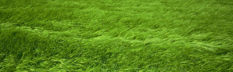 Free stock image of summer grass created by Kelly Peebles