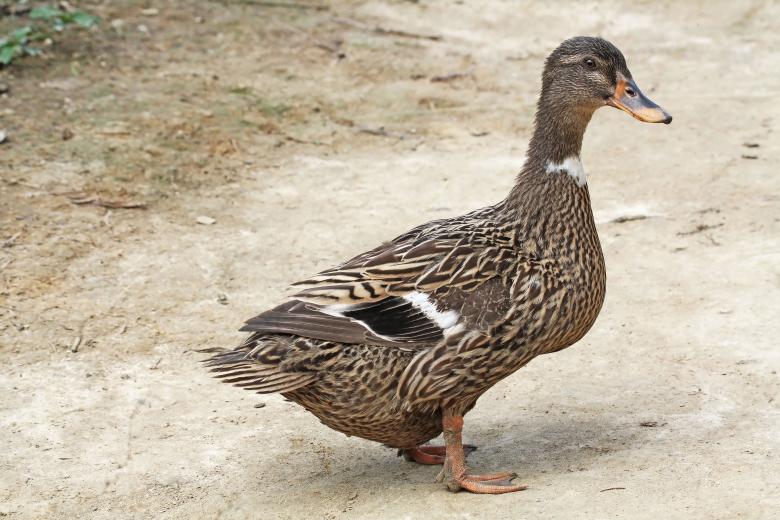 Free stock image of Mallard Female created by sylvester alphonso