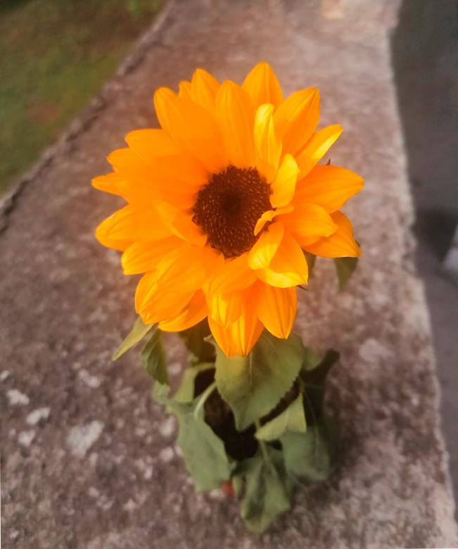Free stock image of Girasol created by Atole de nuez