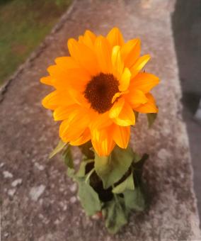 Girasol - Free Stock Photo