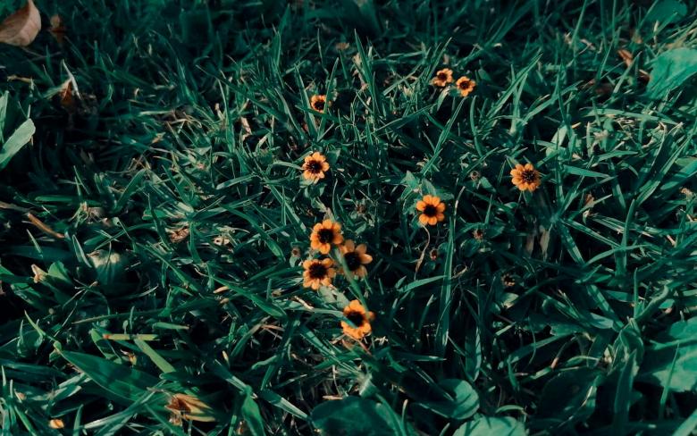 Free stock image of Pequeñas flores created by Atole de nuez