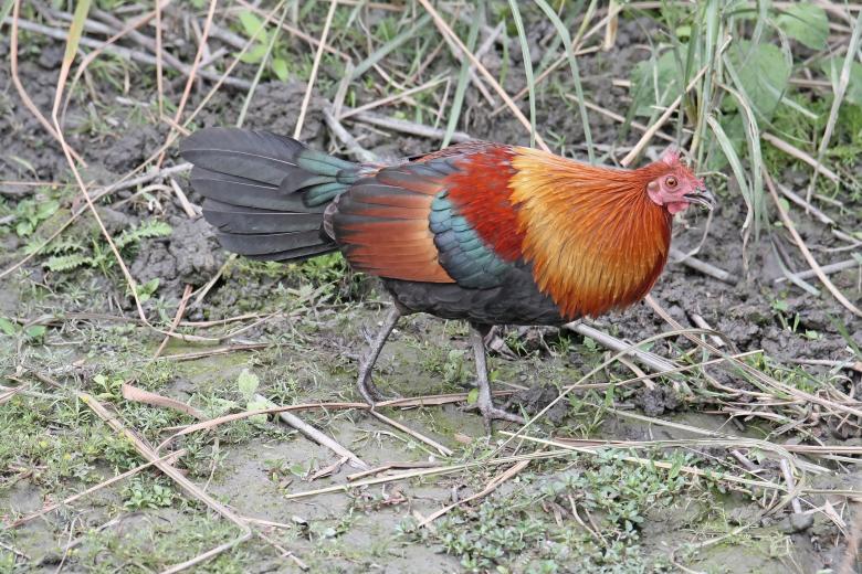 Free stock image of Red jungle fowl created by sylvester alphonso