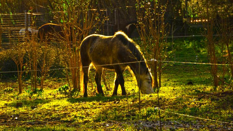 Free stock image of Horse created by Dreamlandscape