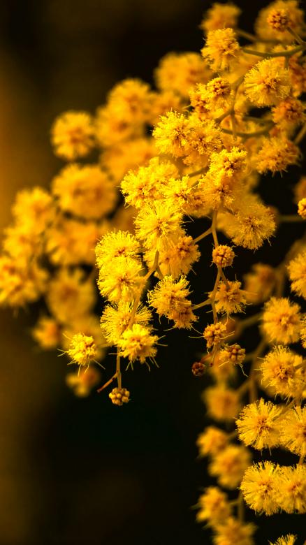 Free stock image of Mimosa created by Dreamlandscape