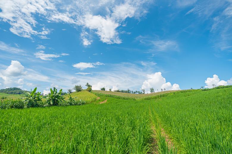 Free stock image of Crops Growing On Field with Clouds on Bright Summer Day created by Phiriya Panuthai