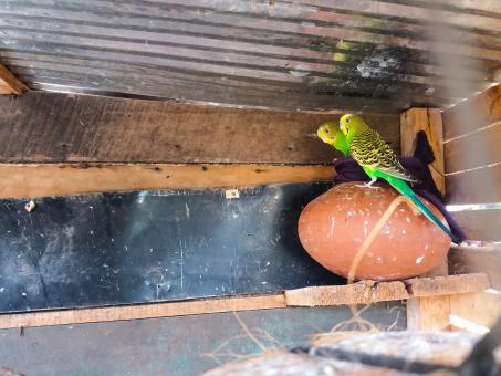 Free Stock Photo of Yellow and Green Budgies in the Cage