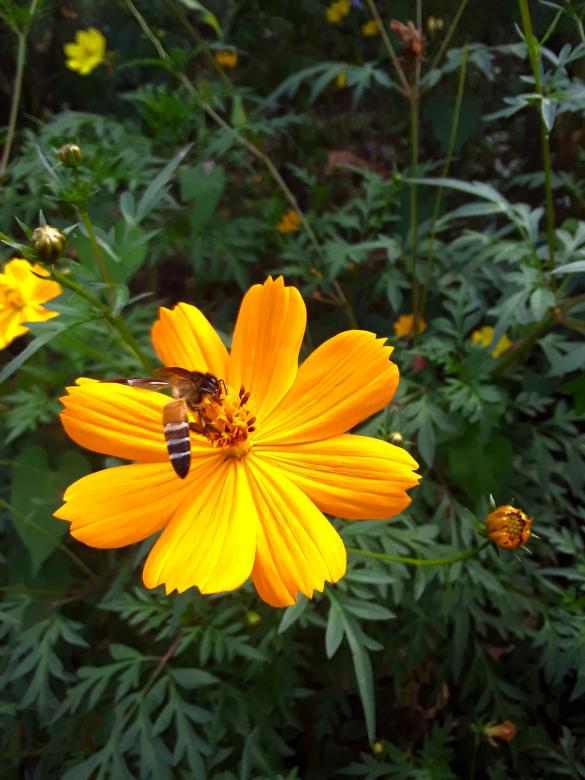 Free stock image of Honey Bee on Flower created by Infinity Focus