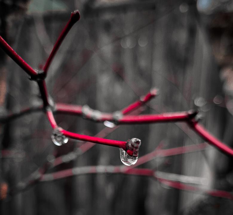 Free stock image of Rain Drops  created by Amanda Rescoe