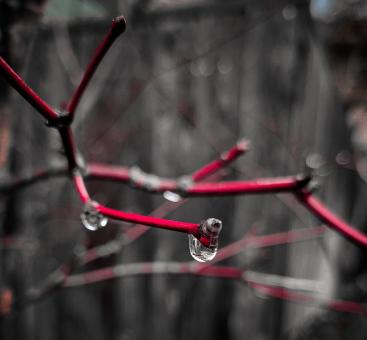 Rain Drops  - Free Stock Photo
