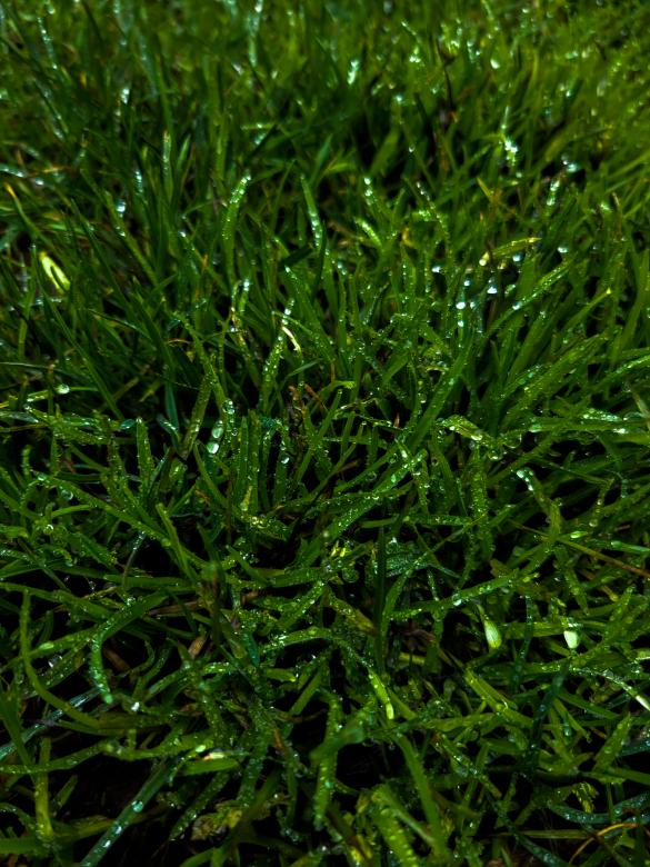 Free stock image of Fresh Rain on Green Grass created by Amanda Rescoe