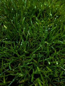 Fresh Rain on Green Grass - Free Stock Photo