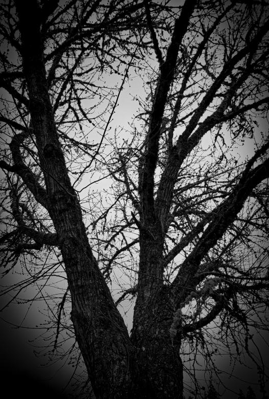 Free stock image of Winter Tree created by Amanda Rescoe