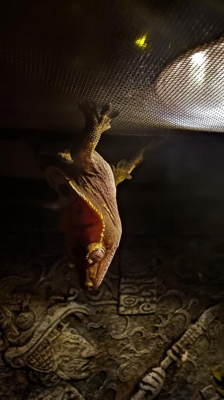 Free stock image of Gecko Gymnastics created by Amanda Rescoe