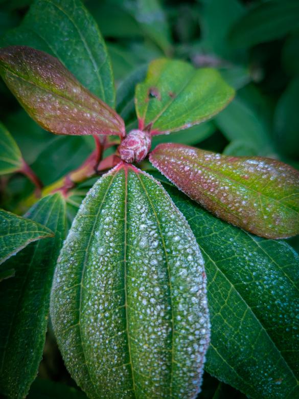Free stock image of Frosted Petals created by Amanda Rescoe