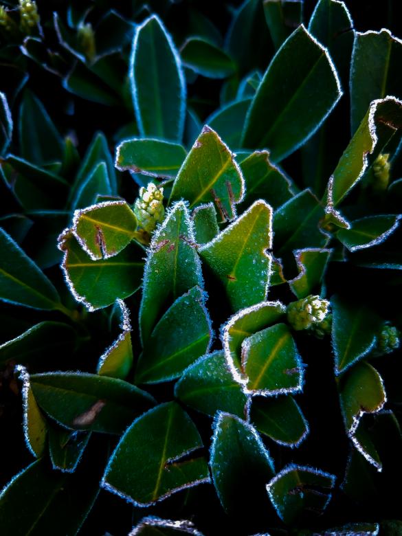 Free stock image of Frosted Leaves created by Amanda Rescoe