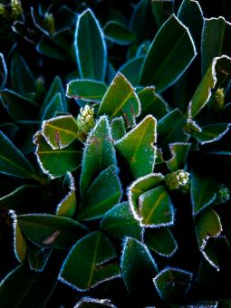 Frosted Leaves - Free Stock Photo