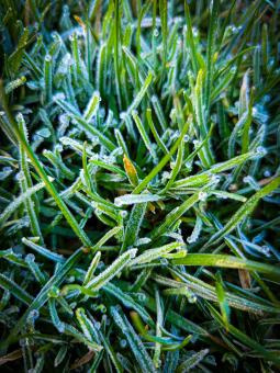 Frosty Morning - Free Stock Photo