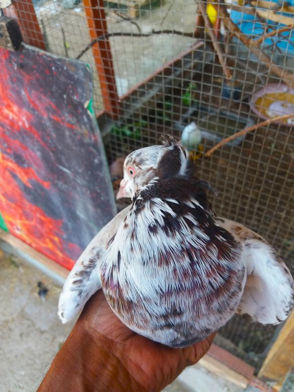 Free stock image of Holding a Pigeon created by Infinity Focus