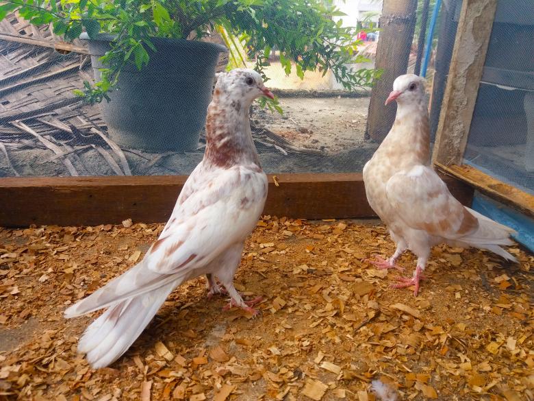 Free stock image of High Fly Roller Young Pigeon Pair created by Infinity Focus
