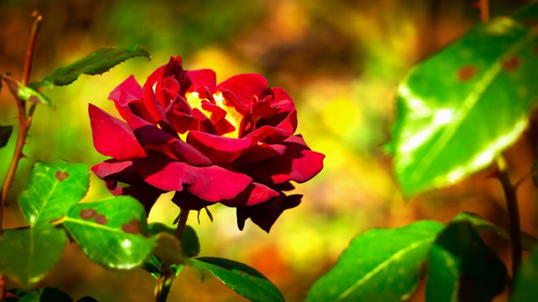 Free stock image of A red flower created by Dreamlandscape
