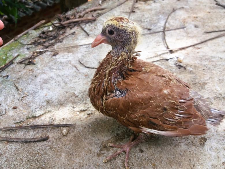 Free stock image of Gold and Brown Pigeon Chick created by Infinity Focus