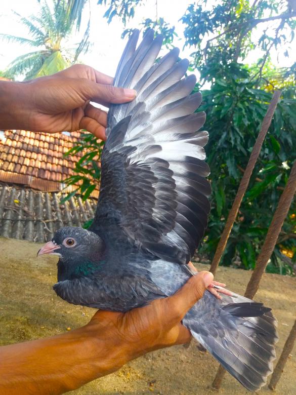 Free stock image of High Fly Indian Pigeon Breed created by Infinity Focus