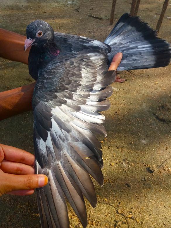 Free stock image of High Fly Indian Pigeon Breed created by Infinity Focus