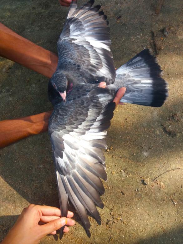 Free stock image of High Fly Indian Pigeon Breed created by Infinity Focus