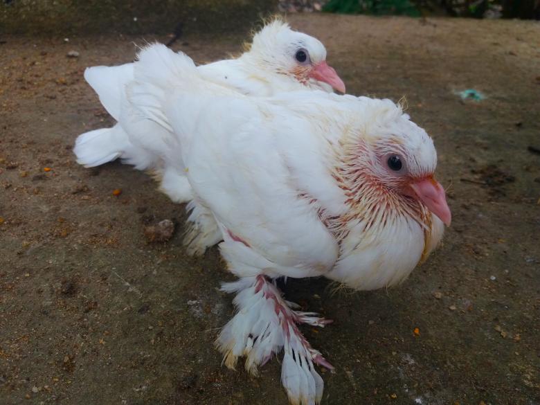 Free stock image of Pure Australian White Pigeon Chicks created by Infinity Focus
