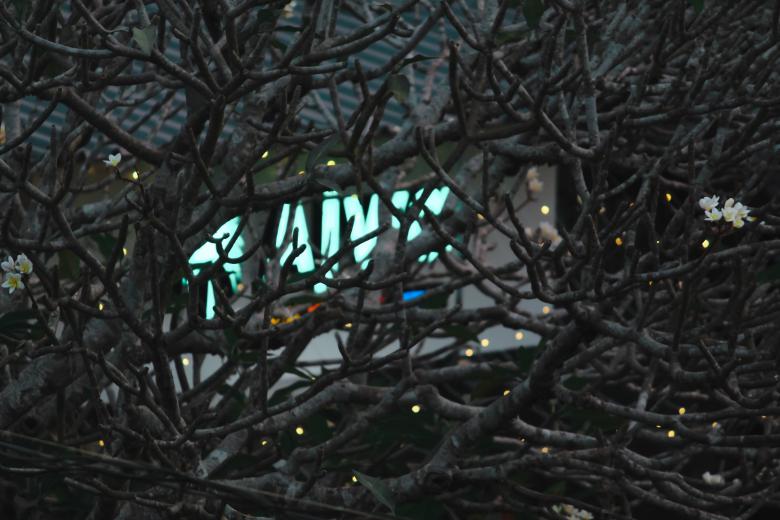Free stock image of Blur tree background photo created by nl photography